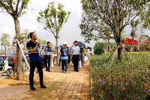 园林分公司柳州博园大道项目举行现场交流观摩会